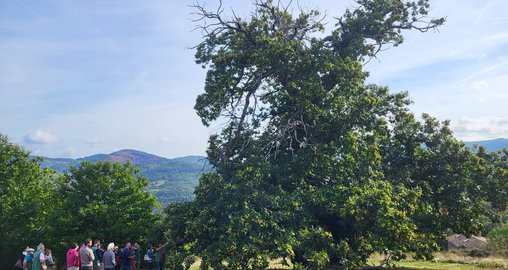 ©VN-Parc des Monts d'Ardèche - Chataignes (30).jpg