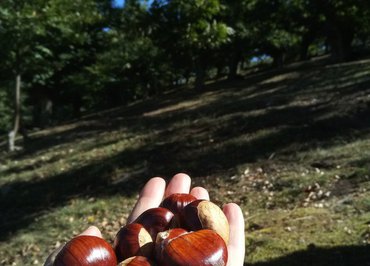 Visite d'une châtaigneraie traditionnelle "Bogue & Châtaigne"