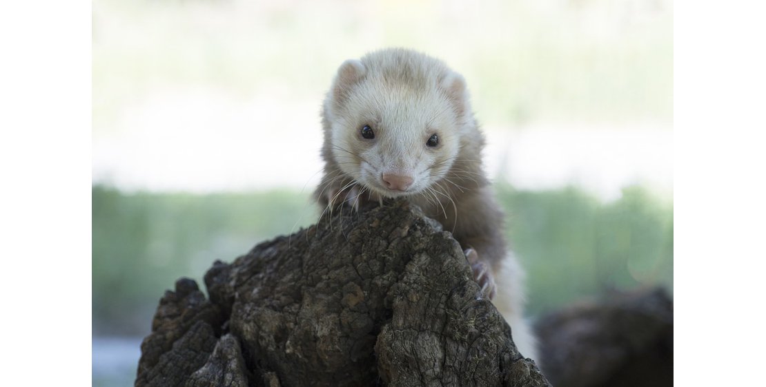 Photo Parc animalier de Lussas