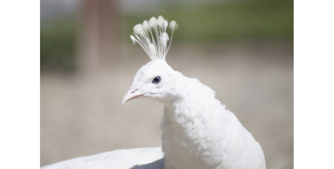 Photo Parc animalier de Lussas