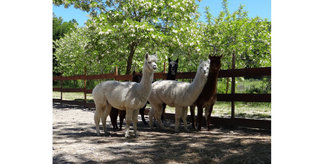 Photo Parc animalier de Lussas