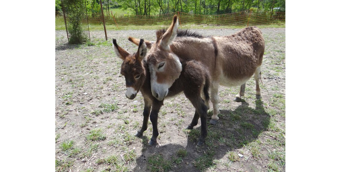 Photo Parc animalier de Lussas