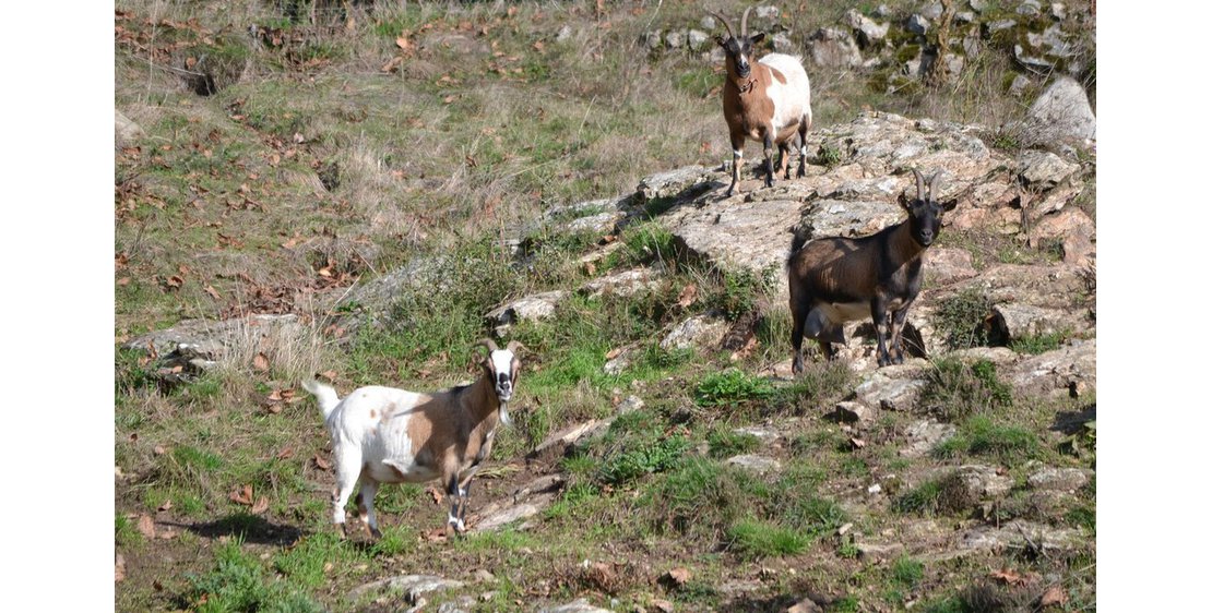 Photo Gîte Chataigneraie - Ferme Le Bosc