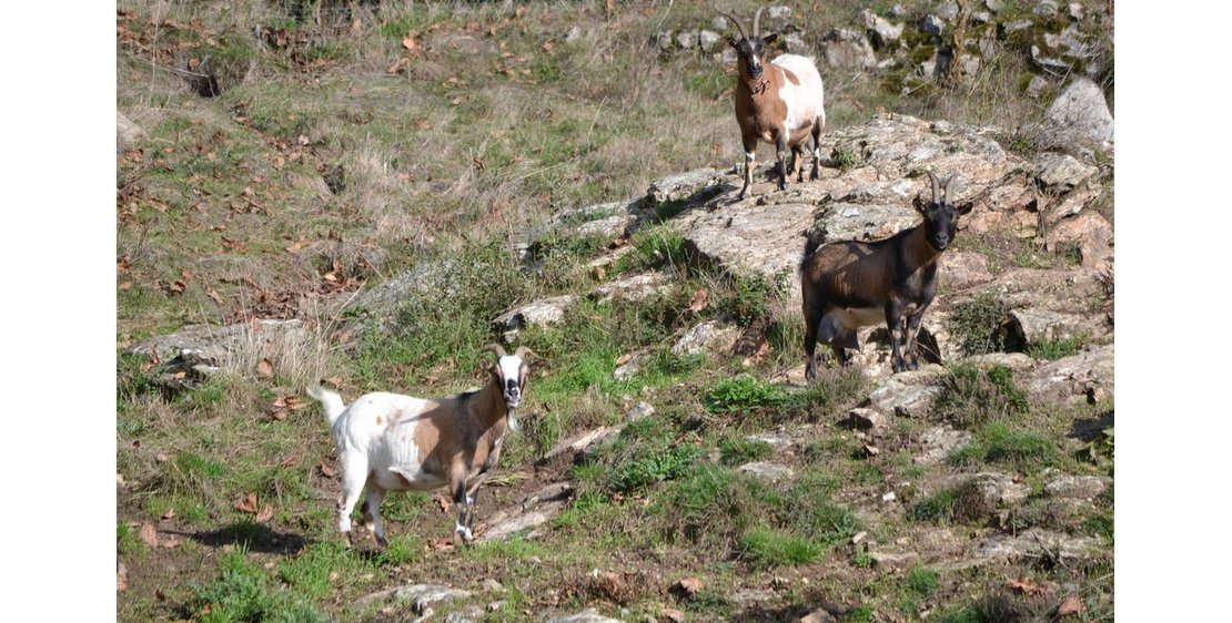 Photo Ferme Le Bosc - Gîte Chataigneraie