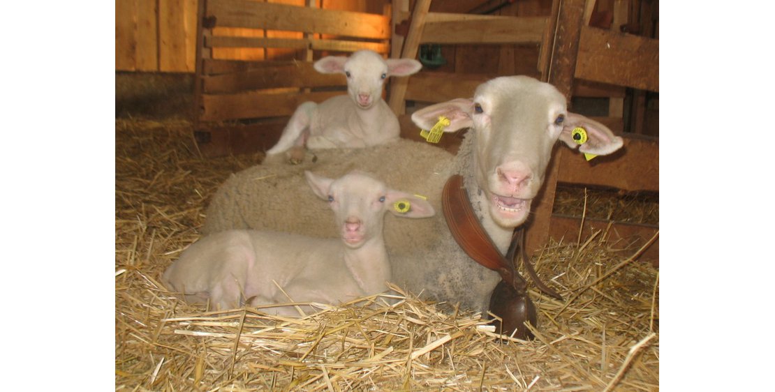 Photo Les Bergers des Chaupous