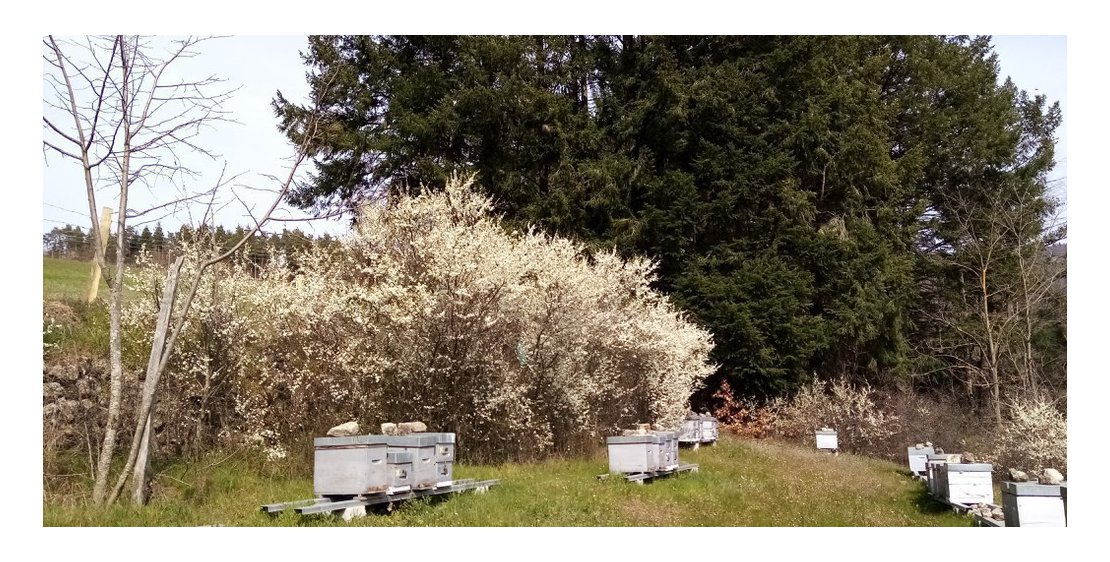 Photo Beekeeping - L'Abeille du Doux