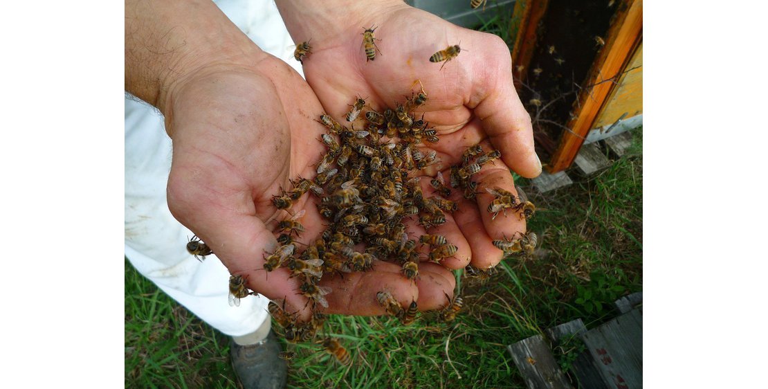 Photo Beekeeping - L'Abeille du Doux