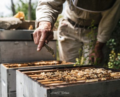 Apiculture - L'Abeille du Doux