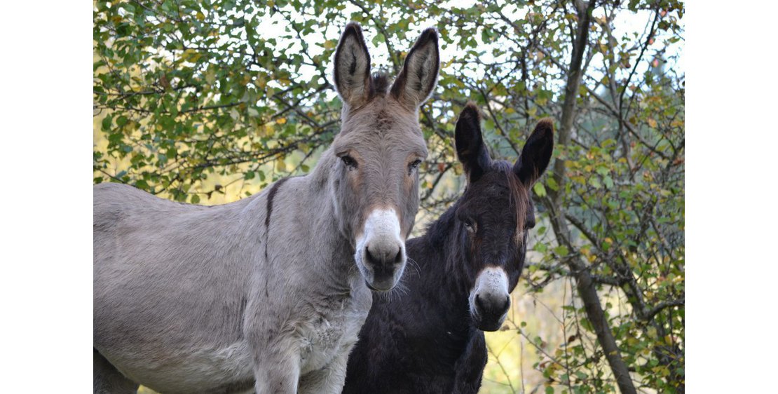 Photo Ferme du Bosc - Gîte Labatie