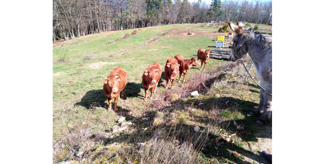 Photo Estelle Brodeur (Ânes sans frontières) - Randonnées avec des ânes bâtés