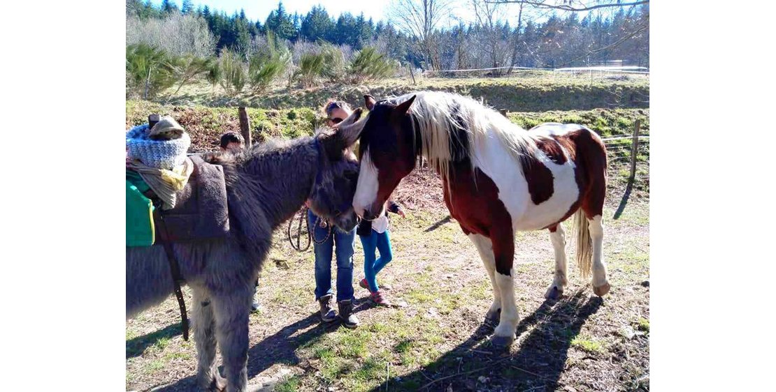 Photo Estelle Brodeur (Ânes sans frontières) - Randonnées avec des ânes bâtés