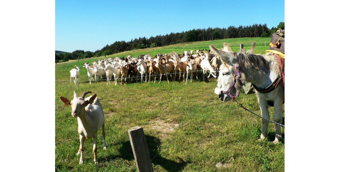 Photo Estelle Brodeur (Ânes sans frontières) - Randonnées avec des ânes bâtés
