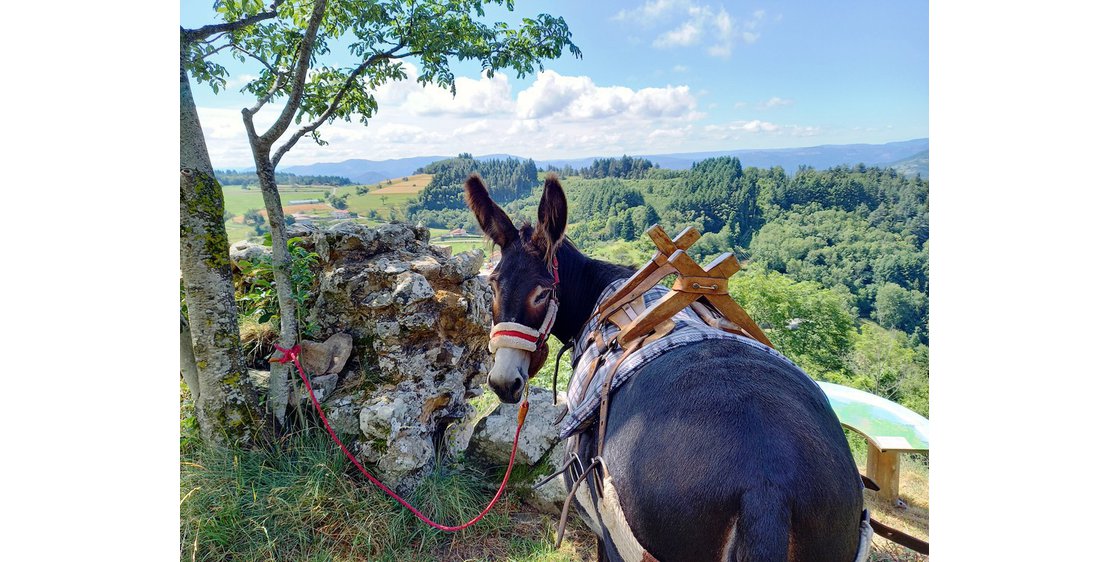 Photo Estelle Brodeur (Ânes sans frontières) - Randonnées avec des ânes bâtés