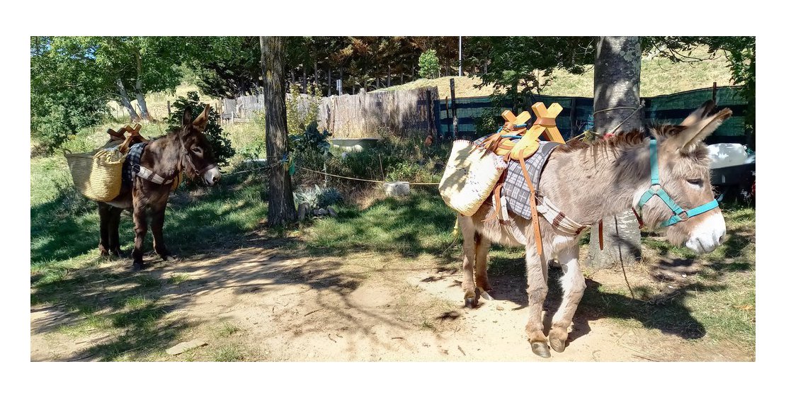 Photo Estelle Brodeur (Ânes sans frontières) - Randonnées avec des ânes bâtés
