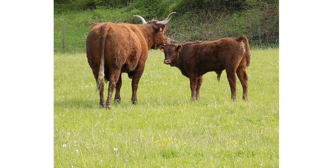 Photo Le Fer à Cheval