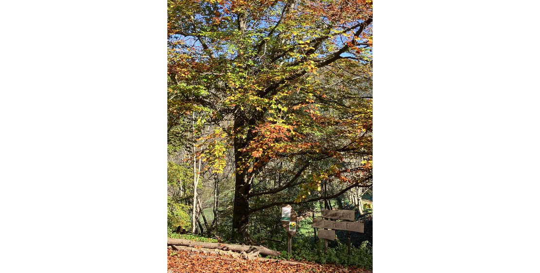 Foto Gîte Par les monts étoilés