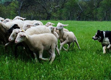 Visite à la ferme, démonstration de chiens de troupeaux - "Les Bergers des Chaupous"