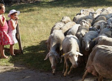 Farm visit - "Les Bergers des Chaupous"