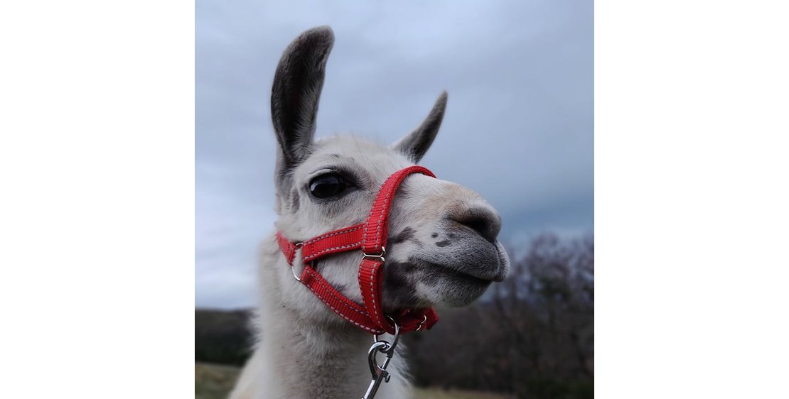 Photo Balades ludiques et pédagogiques avec des lamas