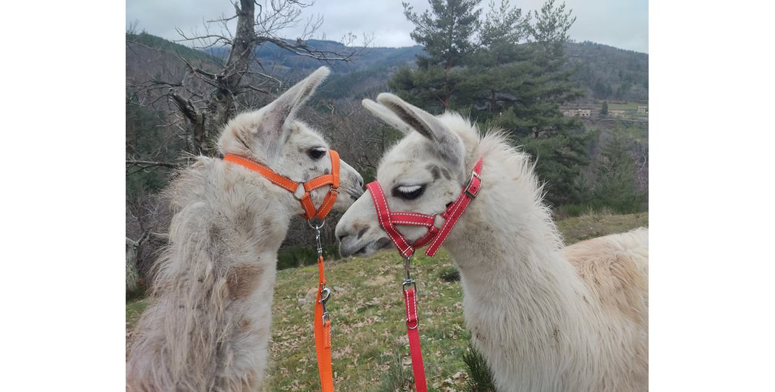 Photo Balades ludiques et pédagogiques avec des lamas