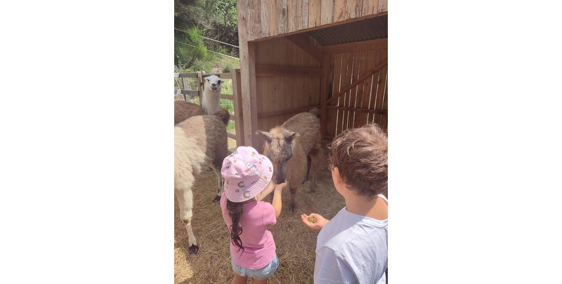 Photo Balades ludiques et pédagogiques avec des lamas