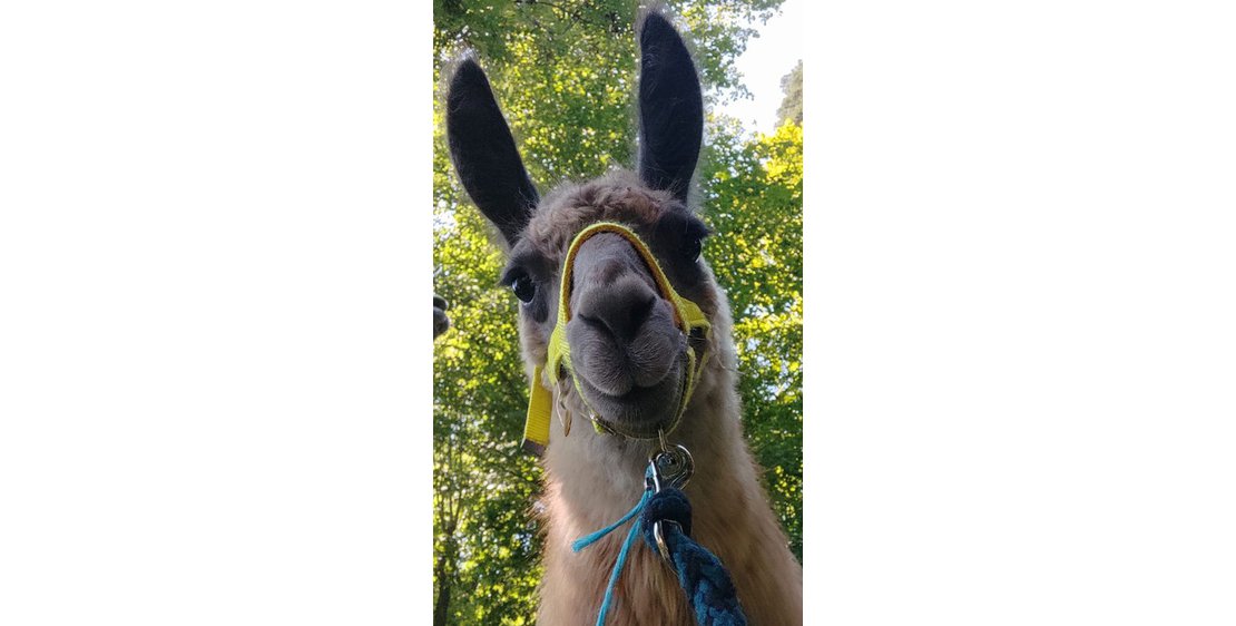 Photo Balades ludiques et pédagogiques avec des lamas