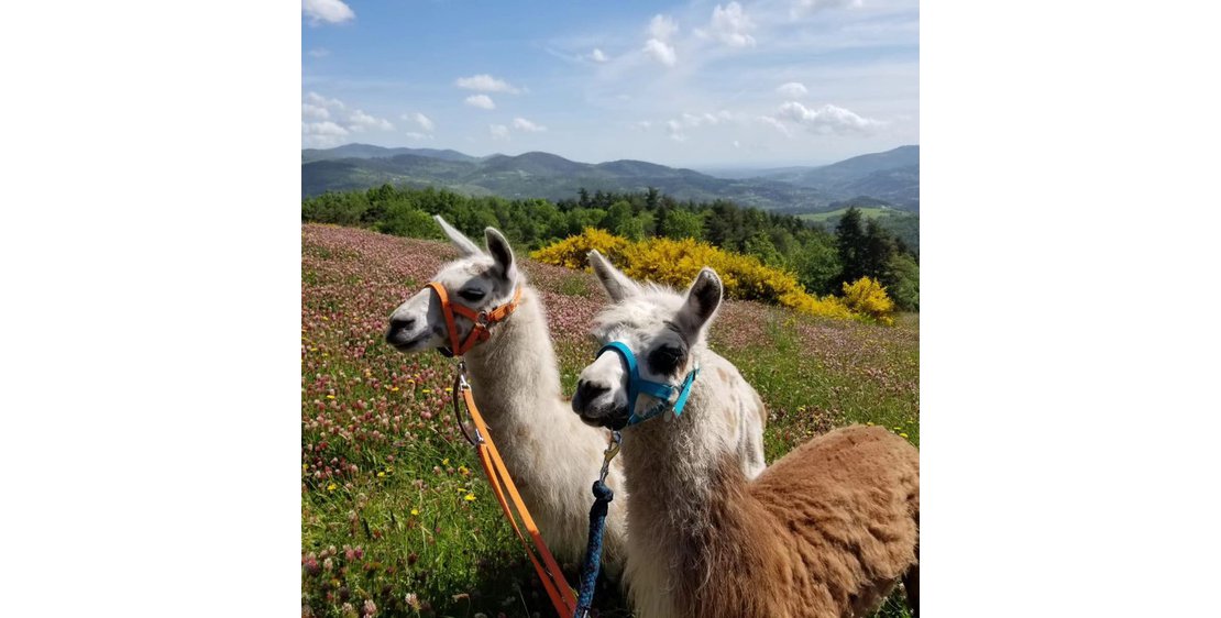 Photo Balades ludiques et pédagogiques avec des lamas