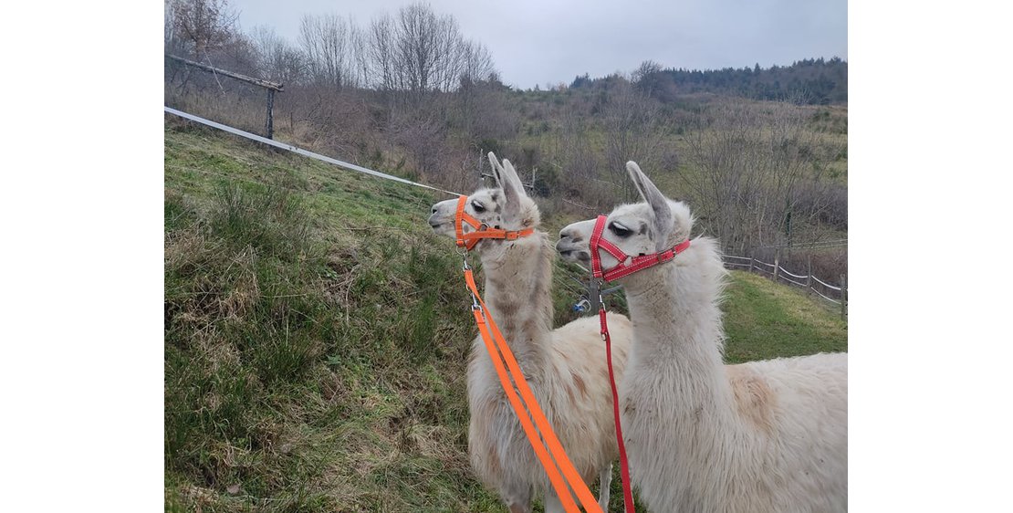 Photo Lamas de là-bas - Balades ludiques et pédagogiques