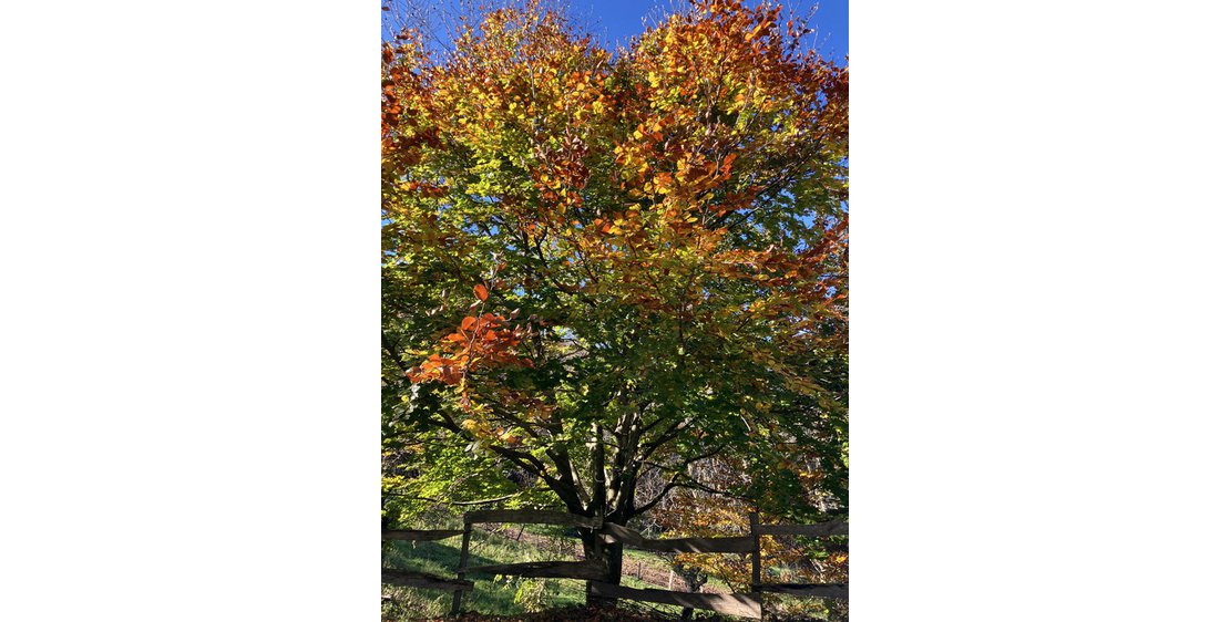 Photo Cabane Par les monts étoilés
