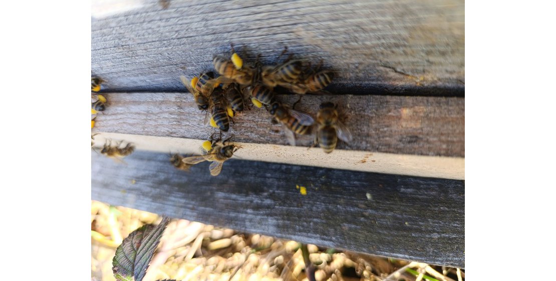 Foto L'abeille du Doux