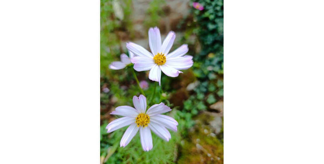 Foto L'abeille du Doux