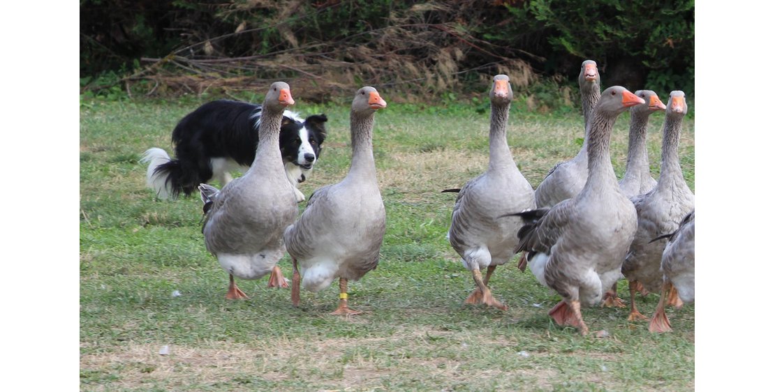 Photo Visite à la ferme, démonstration de chiens de troupeaux - "Les Bergers des Chaupous"