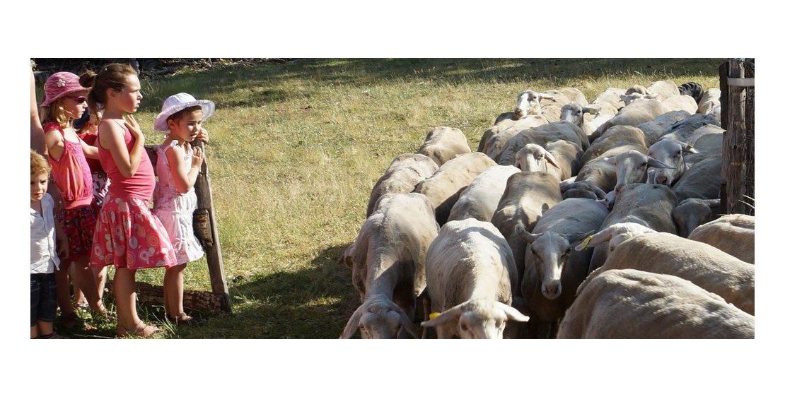 Photo Visite à la ferme, démonstration de chiens de troupeaux - "Les Bergers des Chaupous"