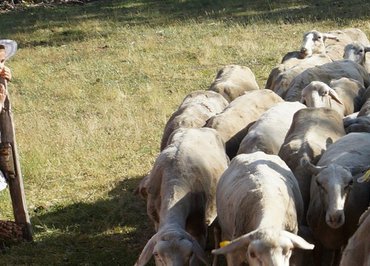 Visite à la ferme, démonstration de chiens de troupeaux - "Les Bergers des Chaupous"