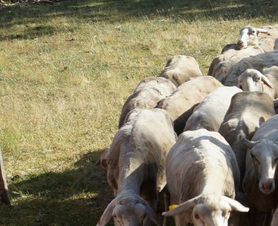 Bezoek aan de boerderij - "Les Bergers des Chaupous"