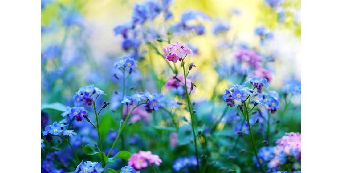 Photo Balade à la fraîche - "petites et grandes histoires des plantes"