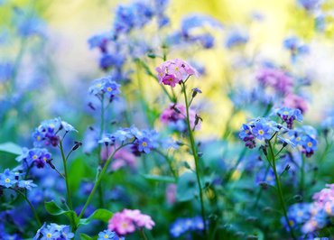 Balade à la fraîche - "petites et grandes histoires des plantes"