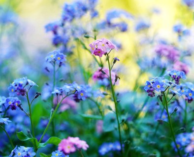Balade à la fraîche - "petites et grandes histoires des plantes"