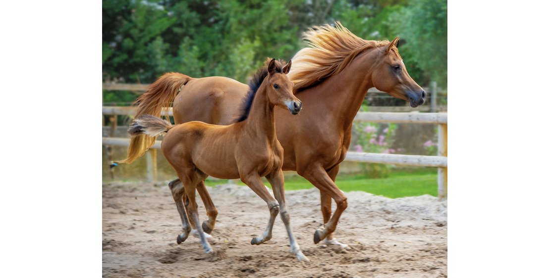 Foto Stage cheval & poney