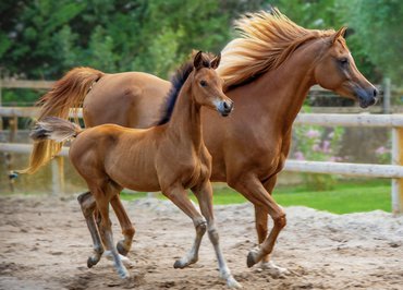 Stage cheval & poney