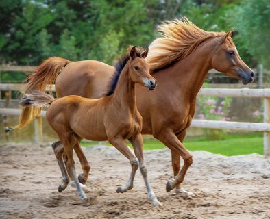 Stage cheval & poney