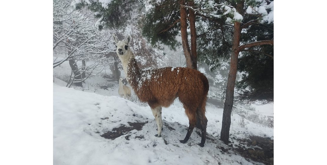 Photo Lama'gie de Noël