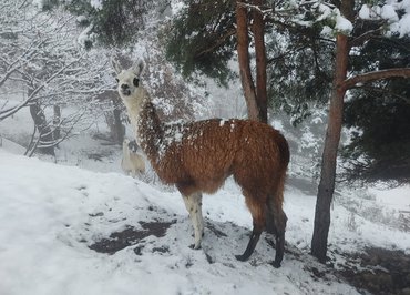 Lama'gie de Noël