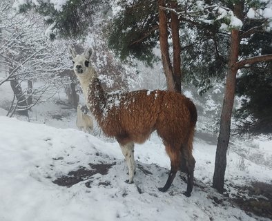 Lama'gie de Noël