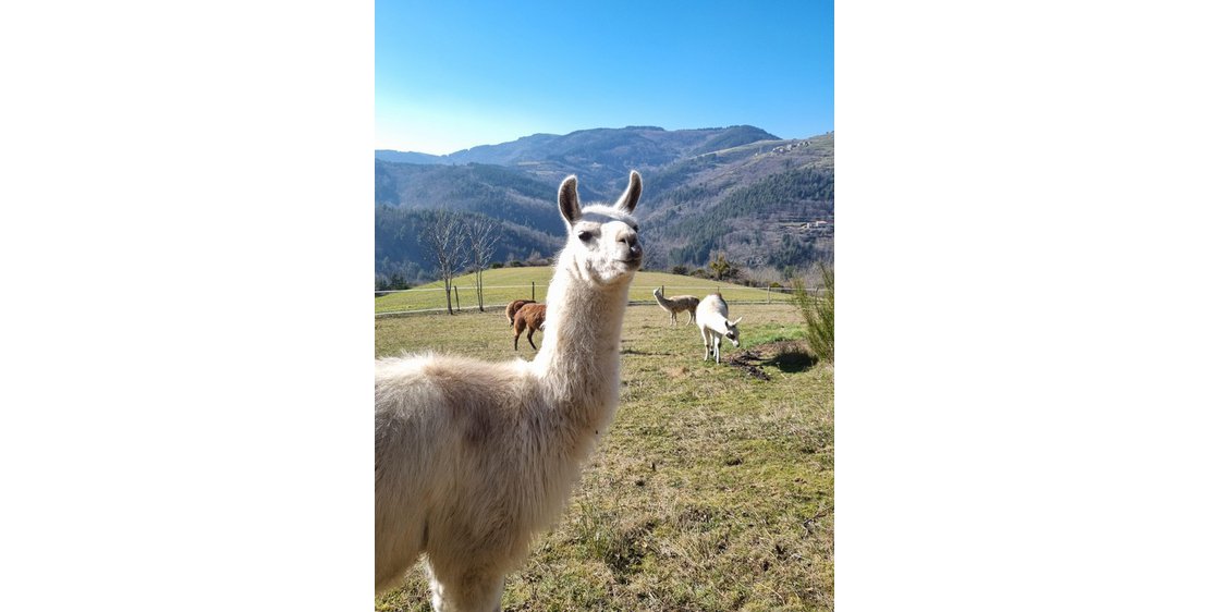 Photo Lamas de Là-bas - Randonnées