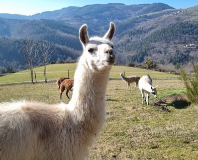 Lamas de Là-bas - Randonnées