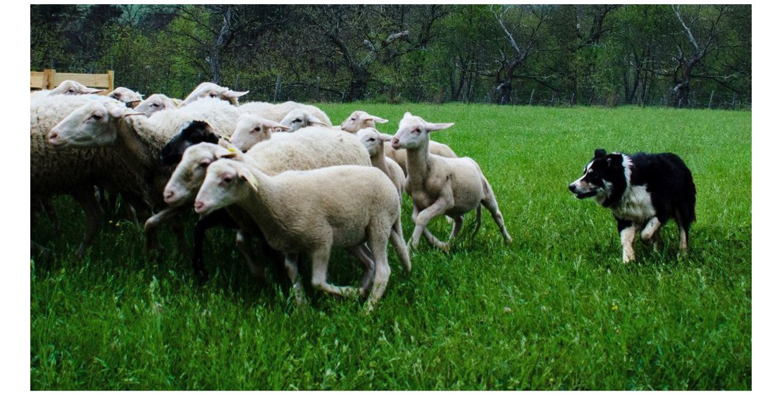 Photo Visite à la ferme, démonstration de chiens de troupeaux - "Les Bergers des Chaupous"