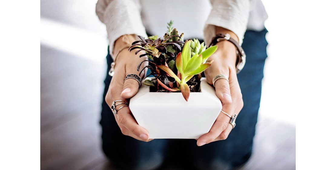 Foto Troc aux plantes