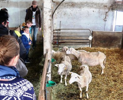 De Ferme en Ferme ® : visite du GAEC de Samarie (Mademoiselle Châtaigne)