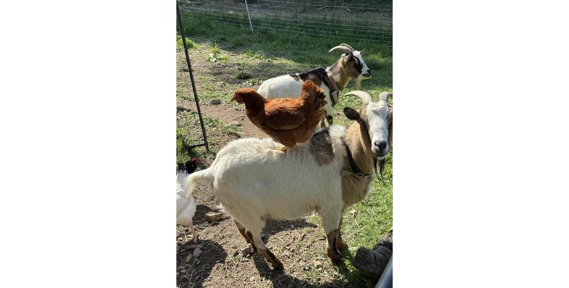 Photo Les amis d'Anais Petsitter
